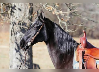 Tennessee walking horse, Merrie, 14 Jaar, 152 cm, Zwart