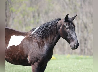 Tennessee walking horse, Merrie, 15 Jaar, 142 cm, Zwart