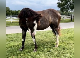 Tennessee walking horse, Merrie, 15 Jaar, 163 cm, Sabino