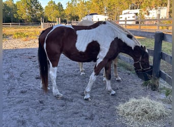 Tennessee walking horse, Merrie, 16 Jaar, 152 cm, Tobiano-alle-kleuren