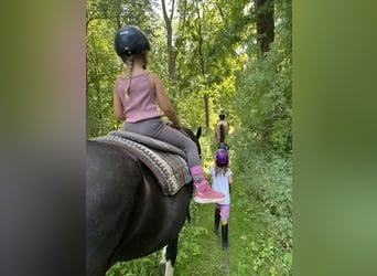 Tennessee walking horse, Merrie, 18 Jaar, 150 cm, Gevlekt-paard