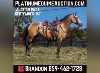 Tennessee walking horse, Merrie, 18 Jaar, 155 cm, Buckskin