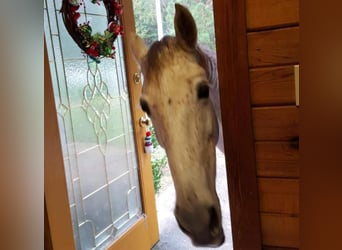 Tennessee walking horse, Merrie, 21 Jaar, 142 cm, Vliegenschimmel