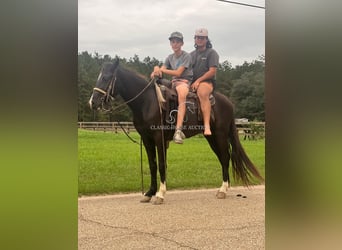 Tennessee walking horse, Merrie, 3 Jaar, 142 cm, Zwart