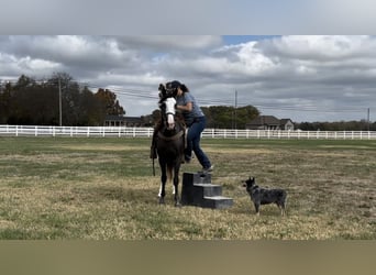 Tennessee walking horse, Merrie, 3 Jaar, 152 cm, Zwart