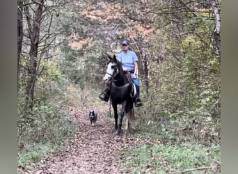 Tennessee walking horse, Merrie, 3 Jaar, 152 cm, Zwart