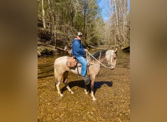 Tennessee walking horse, Merrie, 3 Jaar, 163 cm, Buckskin