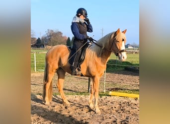 Tennessee walking horse, Merrie, 4 Jaar, 154 cm, Palomino