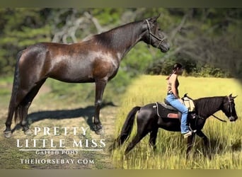 Tennessee walking horse Mix, Merrie, 5 Jaar, 137 cm, Zwart