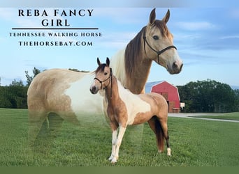 Tennessee walking horse, Merrie, 5 Jaar, 142 cm, Buckskin