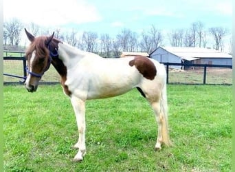 Tennessee walking horse, Merrie, 5 Jaar, 152 cm, Roodvos