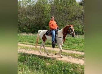 Tennessee walking horse, Merrie, 5 Jaar, 152 cm, Roodvos