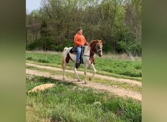 Tennessee walking horse, Merrie, 5 Jaar, 152 cm, Roodvos