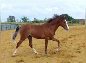 Tennessee walking horse, Merrie, 5 Jaar, 155 cm, Sabino