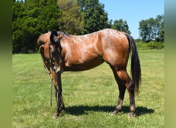 Tennessee walking horse, Merrie, 6 Jaar, 137 cm, Roodbruin