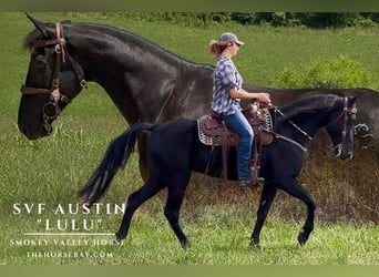 Tennessee walking horse, Merrie, 6 Jaar, 165 cm, Zwart