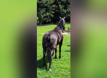 Tennessee walking horse, Merrie, 7 Jaar, 150 cm, Schimmel