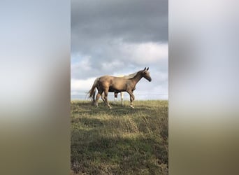 Tennessee walking horse, Merrie, 7 Jaar, 152 cm, Palomino