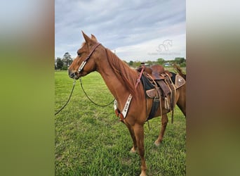 Tennessee walking horse, Merrie, 8 Jaar, 142 cm, Roodvos