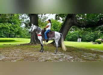 Tennessee walking horse, Merrie, 8 Jaar, 142 cm, Schimmel