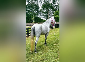 Tennessee walking horse, Merrie, 8 Jaar, 142 cm, Schimmel