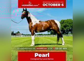 Tennessee walking horse, Merrie, 8 Jaar, 155 cm, Tobiano-alle-kleuren