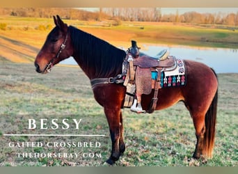 Tennessee walking horse Mix, Merrie, 8 Jaar, 163 cm, Roodbruin