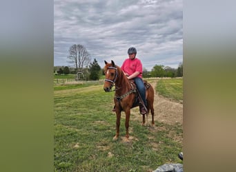 Tennessee walking horse, Merrie, 9 Jaar, 142 cm, Roodvos