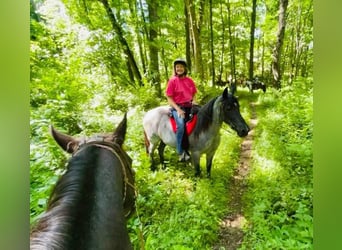 Tennessee walking horse, Merrie, 9 Jaar, 150 cm, Roan-Blue