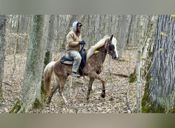 Tennessee walking horse, Merrie, 9 Jaar, 152 cm, Appelschimmel