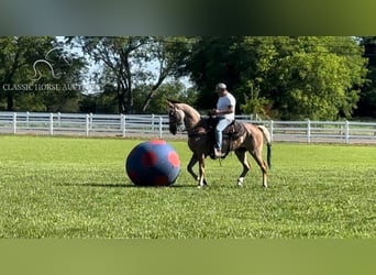 Tennessee walking horse, Merrie, 9 Jaar, 152 cm, Donkere-vos