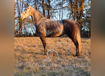 Tennessee walking horse, Merrie, 9 Jaar, 152 cm, Roodbruin