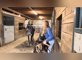 Tennessee walking horse, Merrie, 9 Jaar, 152 cm, Roodbruin