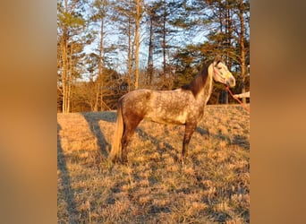 Tennessee walking horse, Merrie, 9 Jaar, 152 cm, Roodbruin