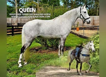 Tennessee walking horse, Merrie, 9 Jaar, 152 cm, Schimmel