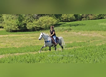 Tennessee walking horse, Merrie, 9 Jaar, 152 cm, Schimmel
