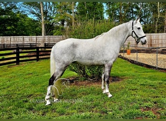 Tennessee walking horse, Merrie, 9 Jaar, 152 cm, Schimmel