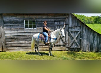 Tennessee walking horse, Merrie, 9 Jaar, 152 cm, Schimmel