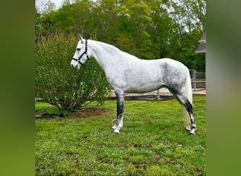 Tennessee walking horse, Merrie, 9 Jaar, 152 cm, Schimmel