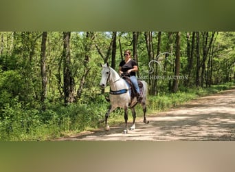 Tennessee walking horse, Merrie, 9 Jaar, 152 cm, Schimmel