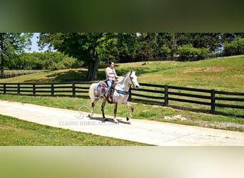 Tennessee walking horse, Merrie, 9 Jaar, 152 cm, Schimmel