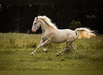 Tennessee walking horse, Merrie, 9 Jaar, 157 cm, Sabino