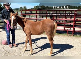 Tennessee walking horse, Merrie, Veulen (05/2025), 122 cm, Donkere-vos