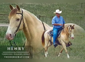 Tennessee walking horse, Ruin, 10 Jaar, 142 cm, Palomino