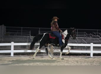 Tennessee walking horse, Ruin, 10 Jaar, 142 cm, Tobiano-alle-kleuren