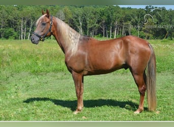 Tennessee walking horse, Ruin, 10 Jaar, 152 cm, Donkere-vos