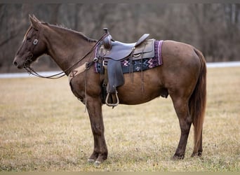 Tennessee walking horse, Ruin, 10 Jaar, 155 cm, Brauner