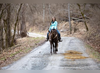Tennessee walking horse, Ruin, 10 Jaar, 155 cm, Brauner
