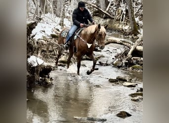Tennessee walking horse, Ruin, 10 Jaar, 155 cm, Roodvos