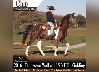 Tennessee walking horse, Ruin, 10 Jaar, 160 cm, Bruin